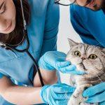 Curso de Qualificação Técnica Auxiliar veterinária para animais de pequeno porte