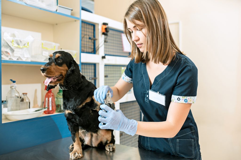 curso-técnico-veterinária-imagem-mulher-cuidando-de-cachorro